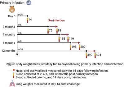 Longitudinal analysis of SARS-CoV-2 reinfection reveals distinct kinetics and emergence of cross-neutralizing antibodies to variants of concern